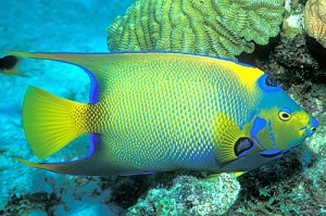 caribbean-fish caribbean fish 300x199 Gap/Old Navy/Banana Republic 30% off, cheap Caribbean hotels from $10